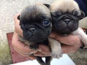 巴哥最新爆料信息,最新爆料信息大起底